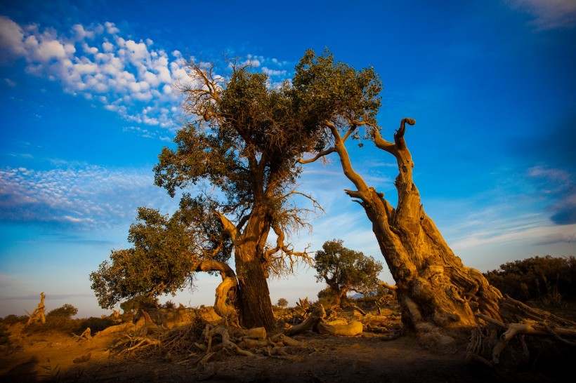 点击大图看下一张：新疆木垒不朽的胡杨林风景图片