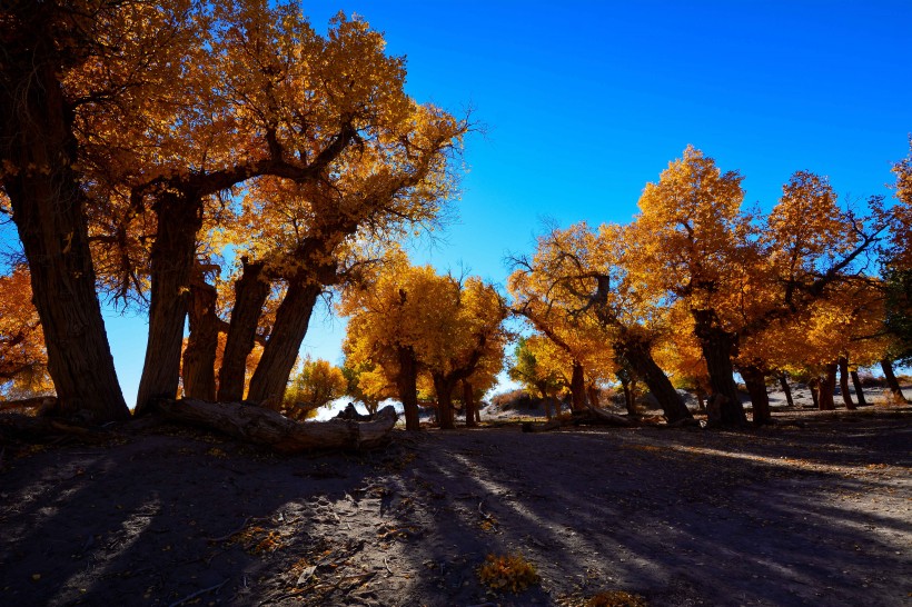 点击大图看下一张：内蒙古额济纳旗胡杨林风景图片