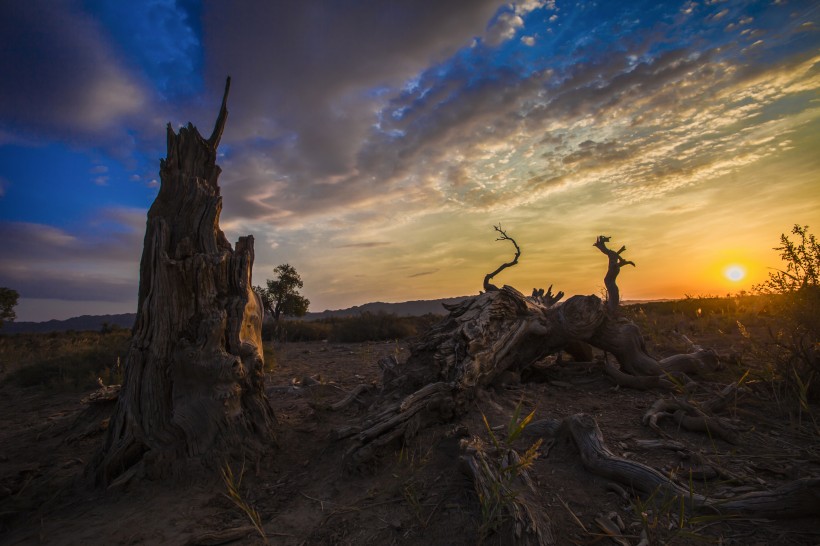 点击大图看下一张：新疆木垒胡杨林风景图片
