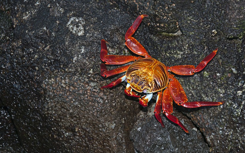 点击大图看下一张：科隆群岛上的生物图片