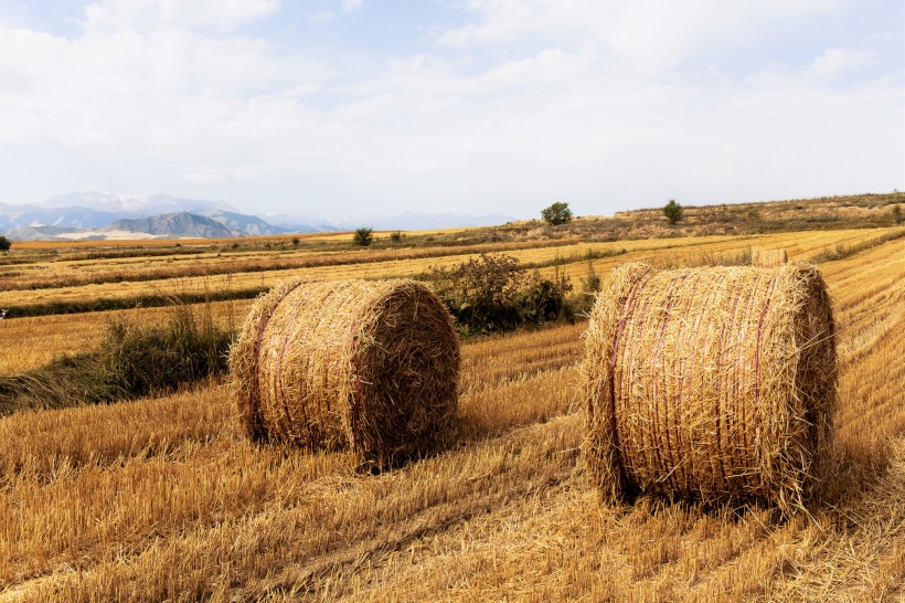 点击大图看下一张：新疆江布拉克秋天的麦田风景图片