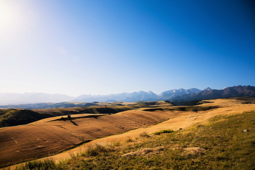 点击大图看下一张：新疆江布拉克秋天的麦田风景图片