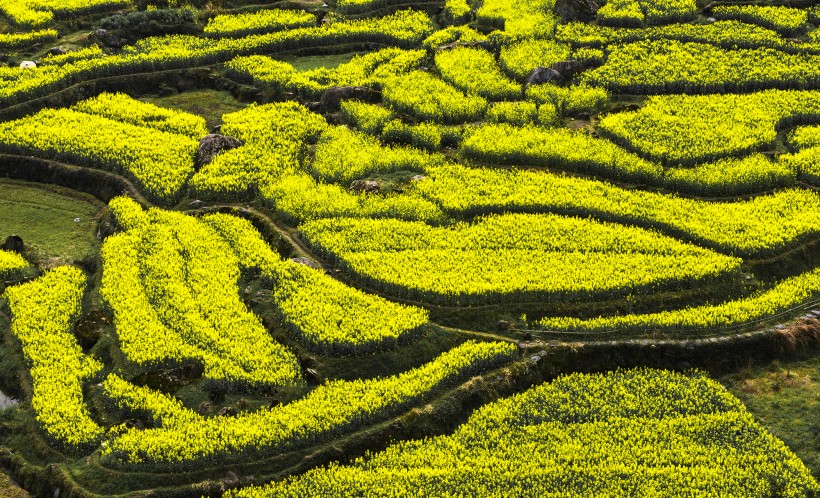 点击大图看下一张：安徽绩溪家朋油菜花风景图片