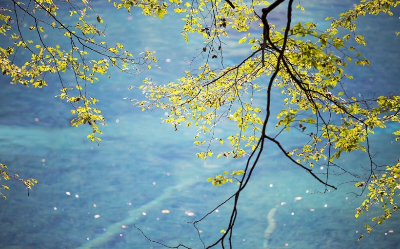 点击大图看下一张：九寨沟秋叶美景图片