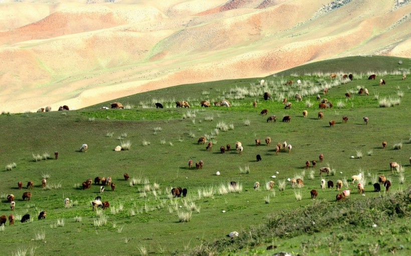 点击大图看下一张：喀拉峻草原风景图片