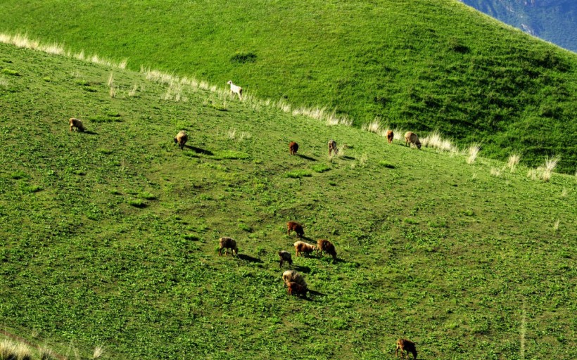 点击大图看下一张：喀拉峻草原风景图片