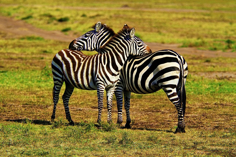 点击大图看下一张：释放的原野：魅力肯尼亚风景图片