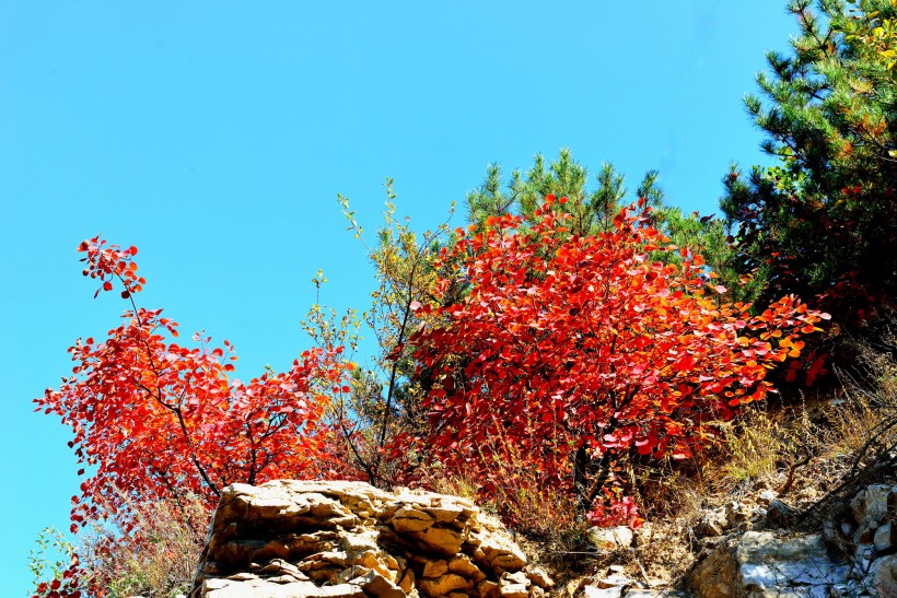 点击大图看下一张：山西陵川红叶风景图片