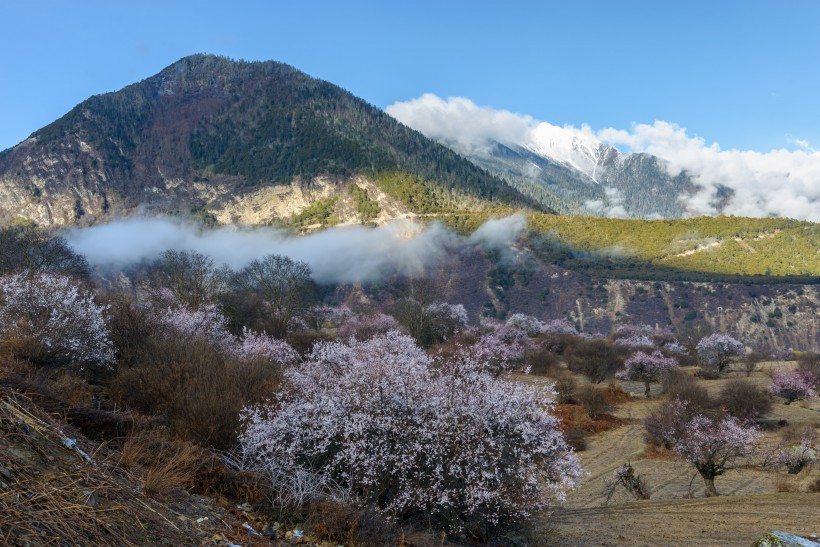 点击大图看下一张：西藏林芝桃花风景图片