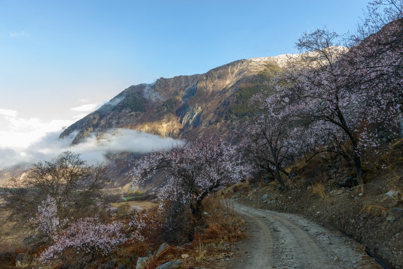 点击大图看下一张：西藏林芝桃花风景图片