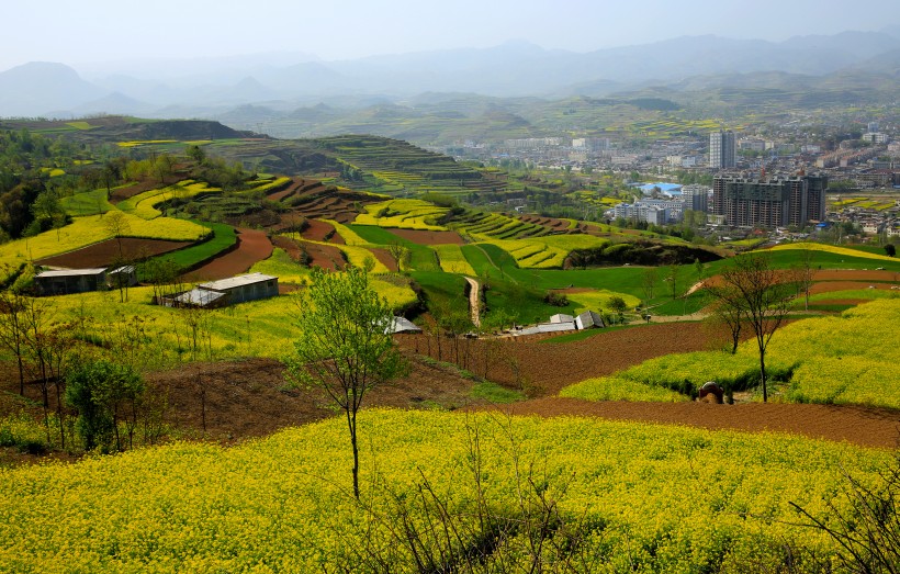 点击大图看下一张：甘肃陇南油菜花风景图片