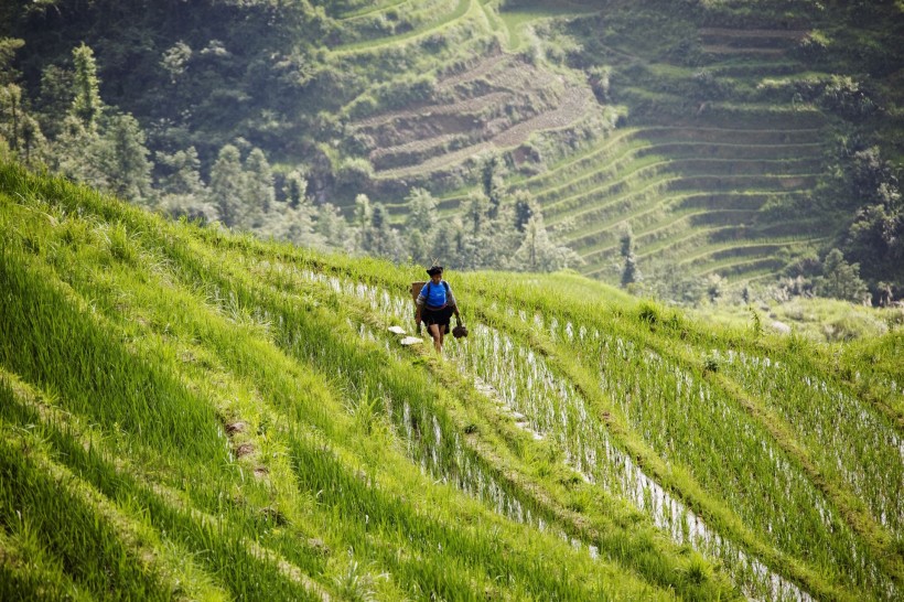 点击大图看下一张：桂林龙胜龙脊梯田图片