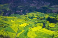 云南罗平油菜花风景图片_13张