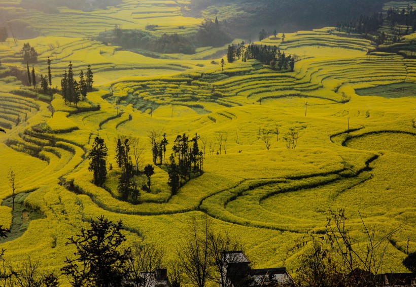 点击大图看下一张：云南罗平油菜花风景图片