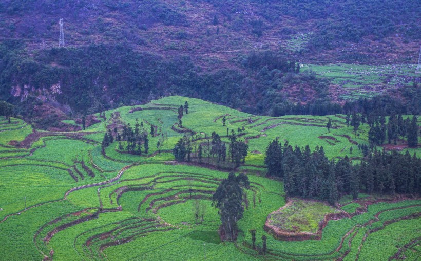 点击大图看下一张：云南罗平油菜花风景图片