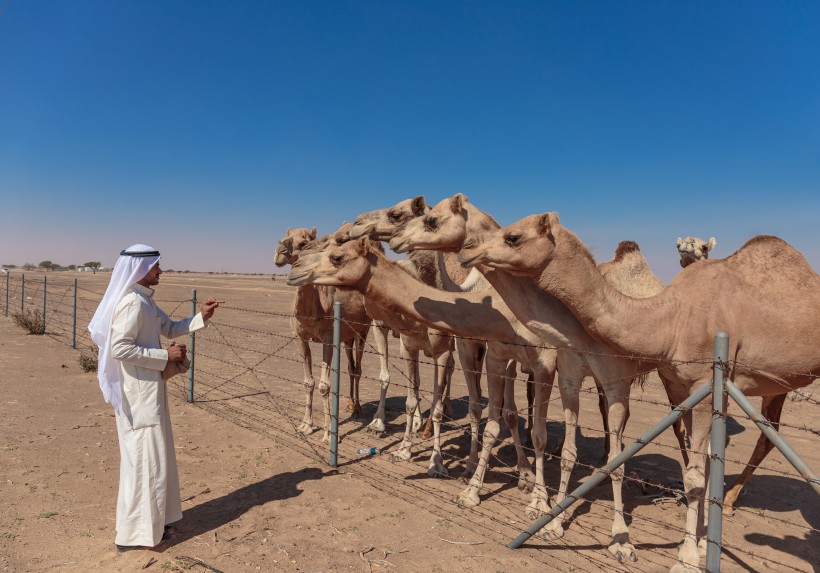 点击大图看下一张：骆驼与城市景观图片