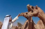 阿拉伯男人和骆驼与城市景观图片_15张