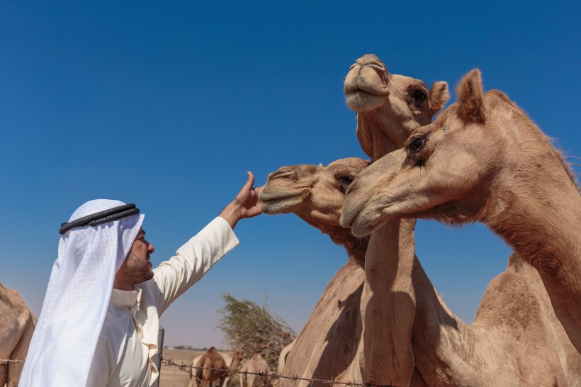 点击大图看下一张：骆驼与城市景观图片