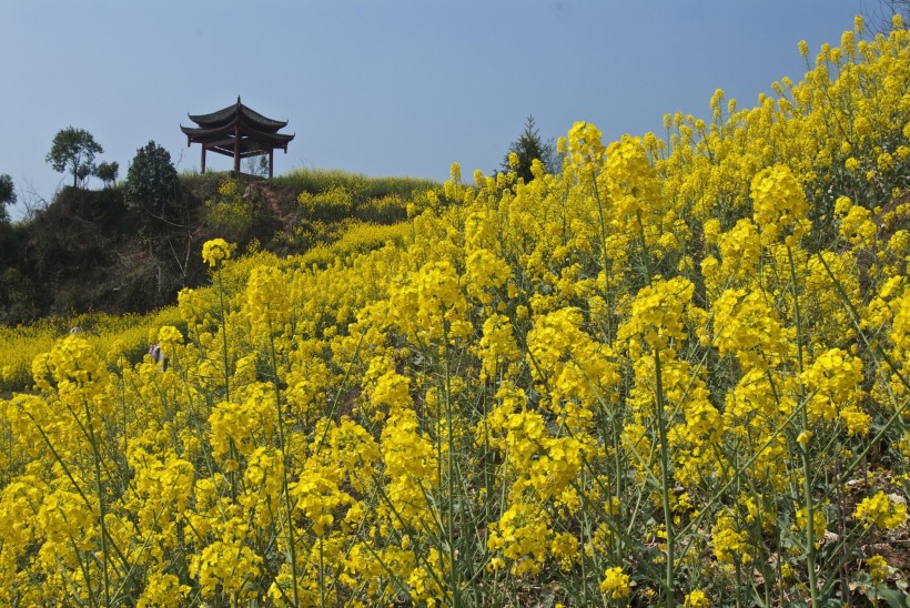 点击大图看下一张：四川雅安芦山油菜花风景图片