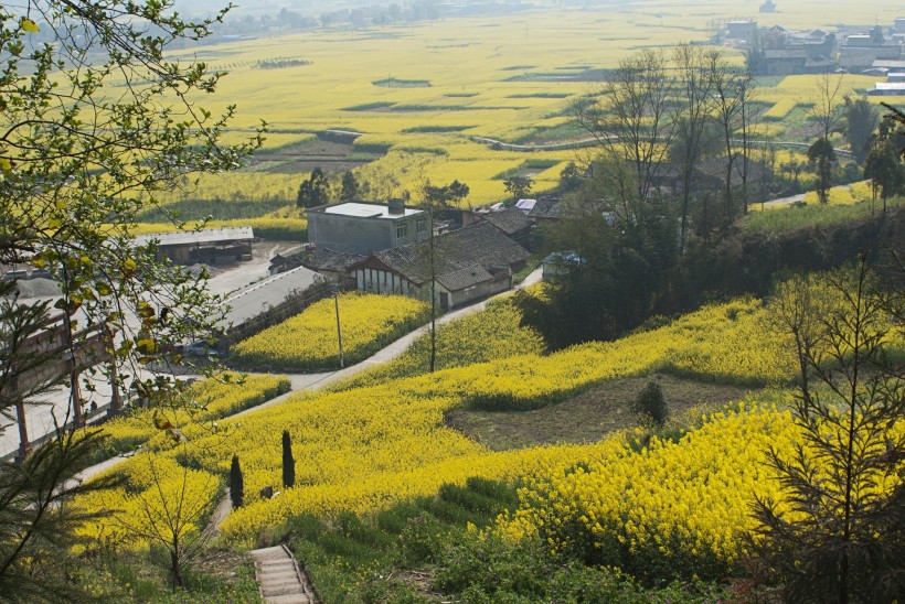 点击大图看下一张：四川雅安芦山油菜花风景图片