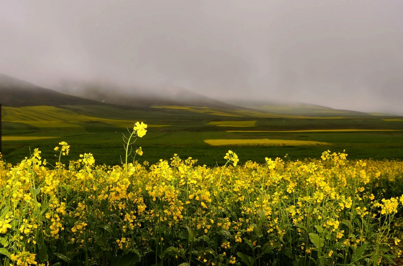 点击大图看下一张：青海门源油菜花风景图片