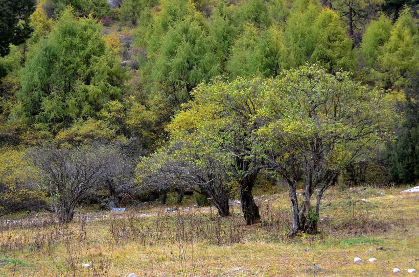 点击大图看下一张：四川米亚罗风景图片
