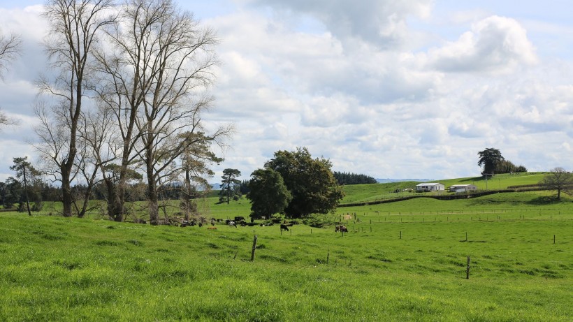 点击大图看下一张：新西兰牧场风景图片
