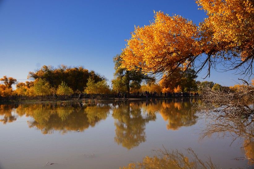 点击大图看下一张：内蒙古额济纳胡杨林风景图片