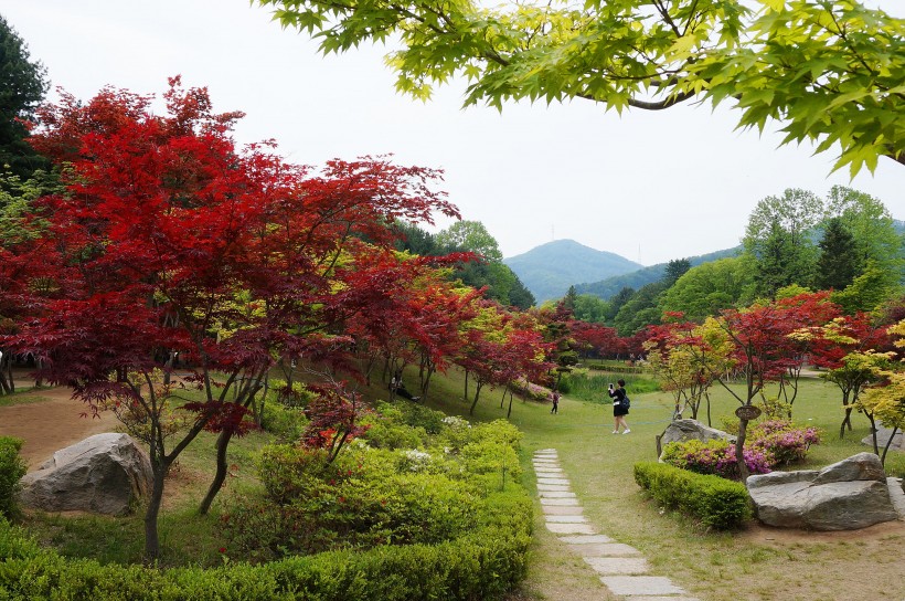 点击大图看下一张：韩国南怡岛风景图片