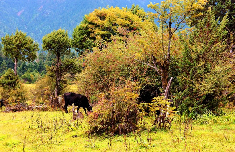 点击大图看下一张：西藏林芝南伊沟风景图片