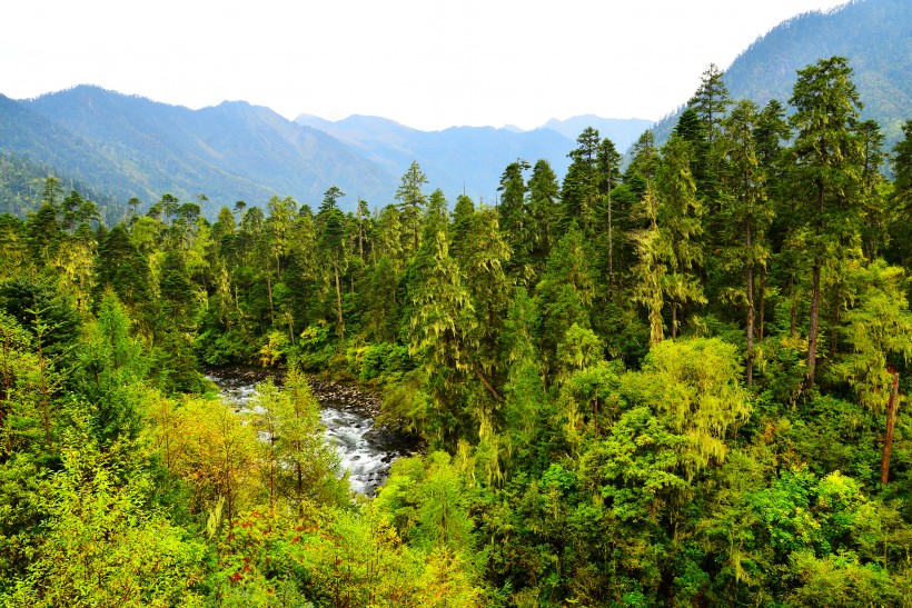 点击大图看下一张：西藏南伊沟原始森林景观图片