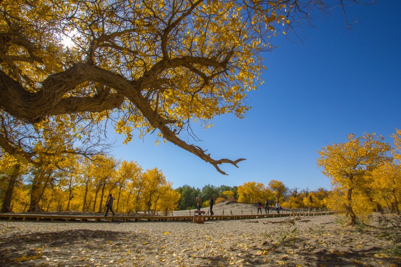 点击大图看下一张：内蒙古额济纳胡杨林风景图片
