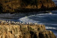 新西兰鸟岛风景图片_10张