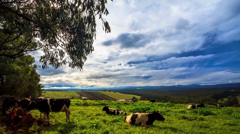 点击大图看下一张：澳大利亚墨尔本郊外农场风景图片