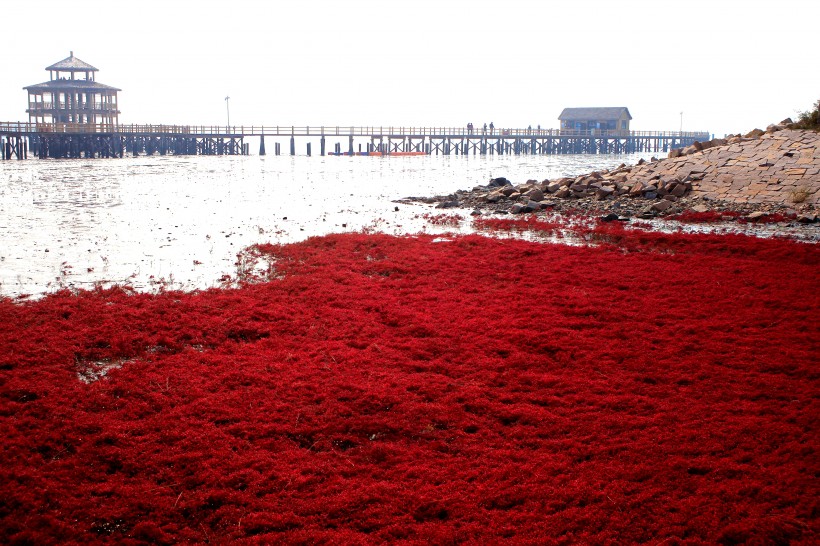 点击大图看下一张：辽宁盘锦红海滩风景图片