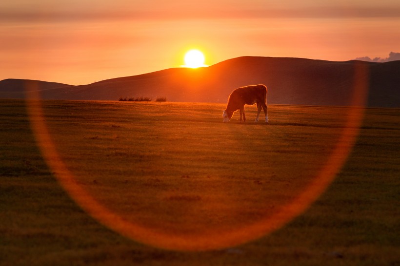点击大图看下一张：内蒙古乌拉盖草原风景图片