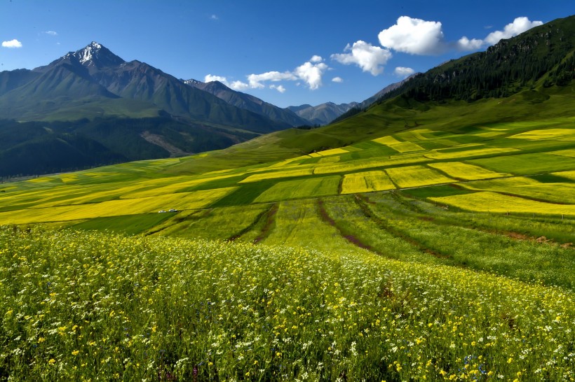 点击大图看下一张：青海祁连县油菜花风景图片
