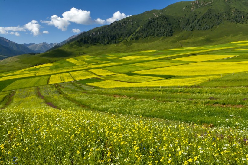 点击大图看下一张：青海祁连县油菜花风景图片