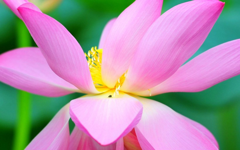 点击大图看下一张：南京情侣园花卉图片
