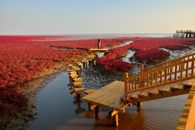 点击大图看下一张：辽宁盘锦红海滩国家风景廊道图片
