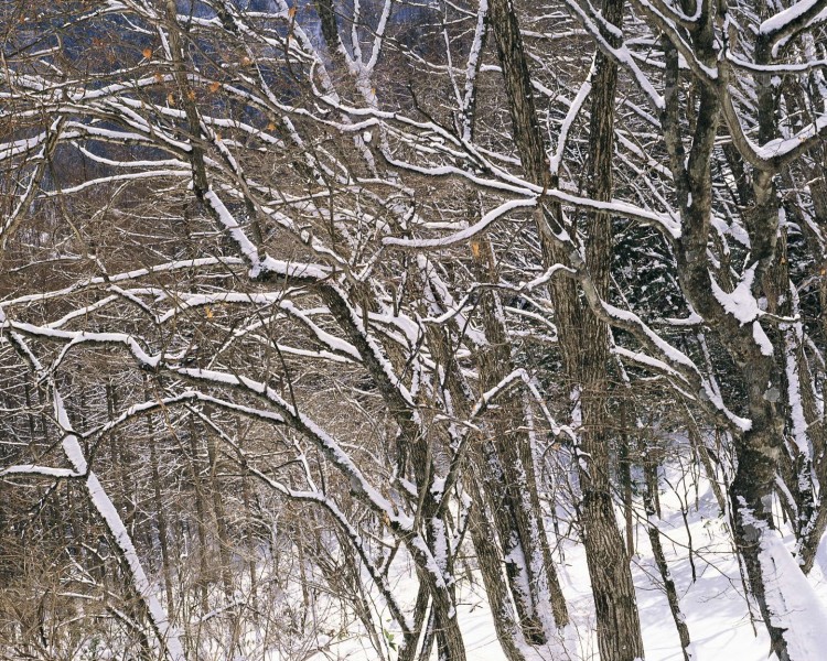 点击大图看下一张：日本冬景图片