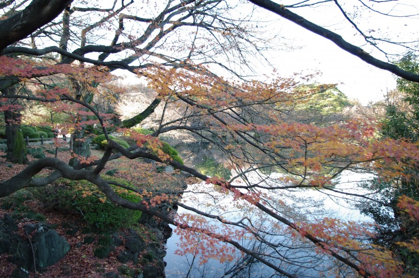 点击大图看下一张：日本新宿御苑的图片
