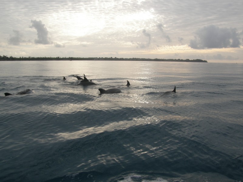 点击大图看下一张：烟台桑岛海豚湾的早晨风光图片