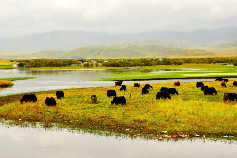 点击大图看下一张：甘肃甘南桑科草原风景图片