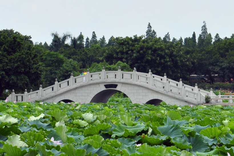 点击大图看下一张：广东佛山三水荷花世界风景图片