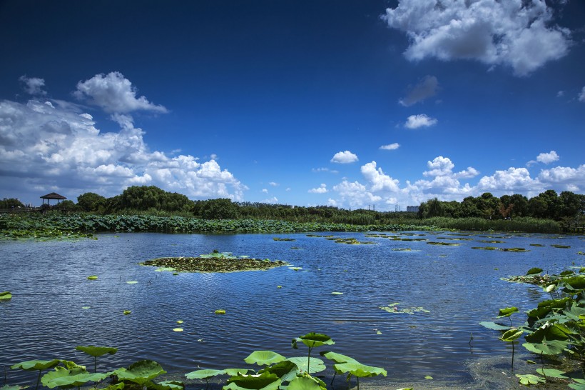 点击大图看下一张：山东胶州湿地公园风景图片