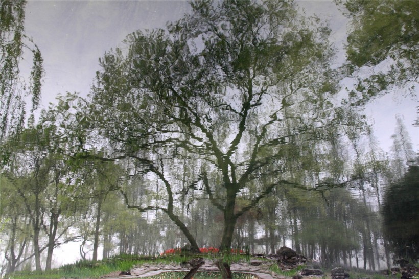 点击大图看下一张：杭州太子湾公园美景图片