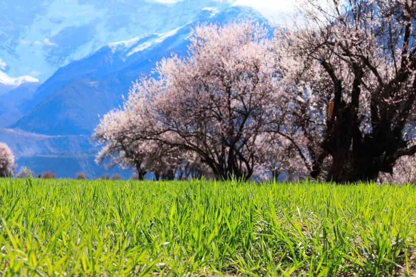 点击大图看下一张：西藏林芝桃花沟风景图片