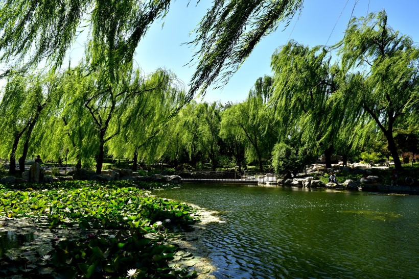 点击大图看下一张：北京陶然亭夏天风景图片