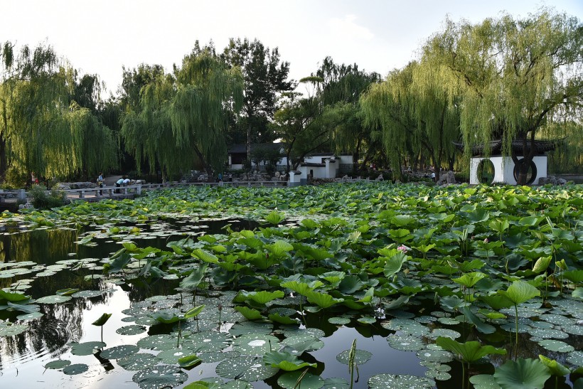 点击大图看下一张：北京陶然亭风景图片